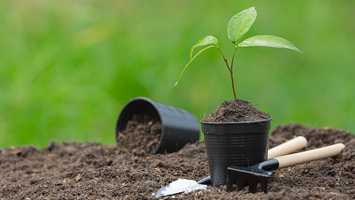 Tree Plantation